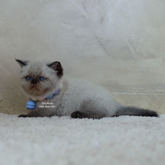 น้องพรไพริน Exotic shorthair เอ็กซ์โซติกขนสั้น สีหิมาลายัน ช็อคโกแลตพ้อย ตาสีฟ้า พ้อยครบ 9 แต้ม รูปที่ 16