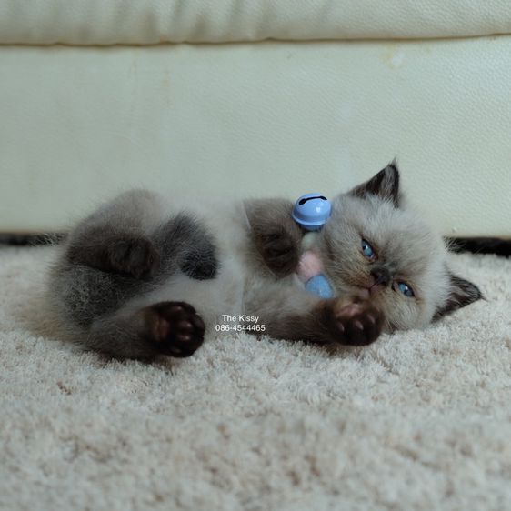 น้องพรไพริน Exotic shorthair เอ็กซ์โซติกขนสั้น สีหิมาลายัน ช็อคโกแลตพ้อย ตาสีฟ้า พ้อยครบ 9 แต้ม รูปที่ 3