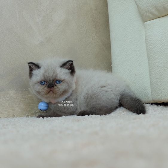 น้องพรไพริน Exotic shorthair เอ็กซ์โซติกขนสั้น สีหิมาลายัน ช็อคโกแลตพ้อย ตาสีฟ้า พ้อยครบ 9 แต้ม รูปที่ 6