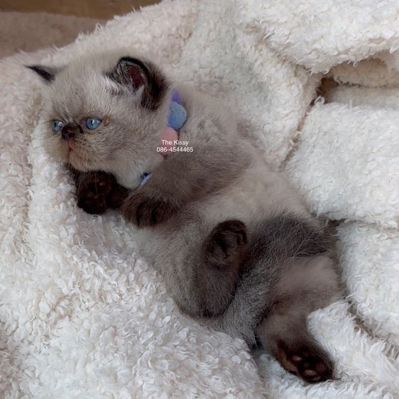 น้องพรไพริน Exotic shorthair เอ็กซ์โซติกขนสั้น สีหิมาลายัน ช็อคโกแลตพ้อย ตาสีฟ้า พ้อยครบ 9 แต้ม รูปที่ 8