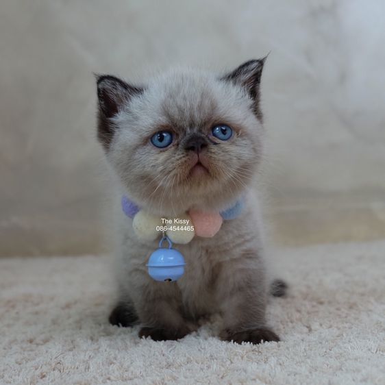 น้องพรไพริน Exotic shorthair เอ็กซ์โซติกขนสั้น สีหิมาลายัน ช็อคโกแลตพ้อย ตาสีฟ้า พ้อยครบ 9 แต้ม รูปที่ 17