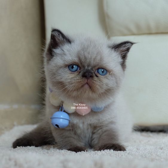 น้องพรไพริน Exotic shorthair เอ็กซ์โซติกขนสั้น สีหิมาลายัน ช็อคโกแลตพ้อย ตาสีฟ้า พ้อยครบ 9 แต้ม รูปที่ 5