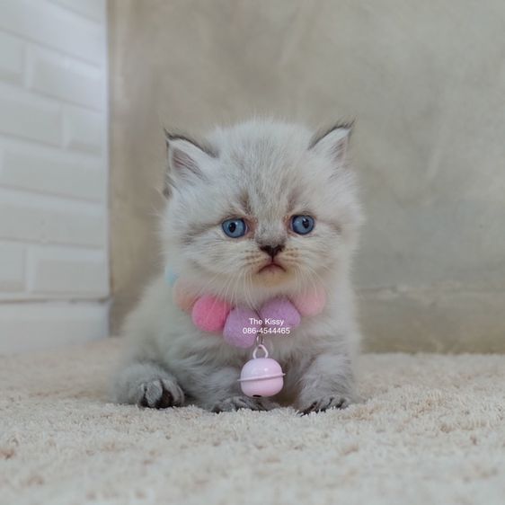 น้องกชพร Exotic longhair เอ็กซ์โซติกขนยาว สีหิมาลายัน ลิ้งซ์พ้อย ตาสีฟ้า พ้อยครบ 9 แต้ม รูปที่ 5