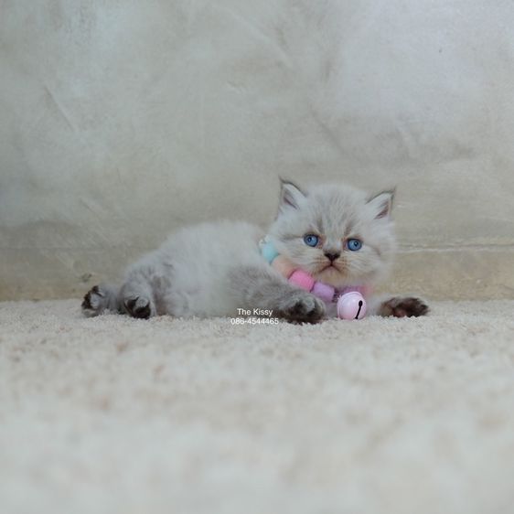 น้องกชพร Exotic longhair เอ็กซ์โซติกขนยาว สีหิมาลายัน ลิ้งซ์พ้อย ตาสีฟ้า พ้อยครบ 9 แต้ม รูปที่ 14