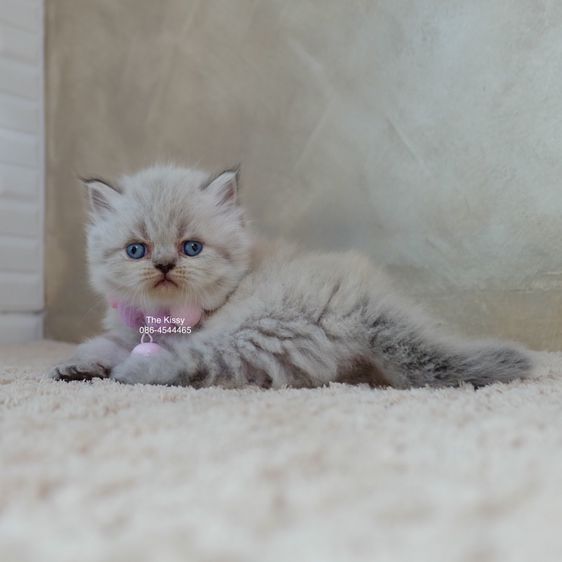 น้องกชพร Exotic longhair เอ็กซ์โซติกขนยาว สีหิมาลายัน ลิ้งซ์พ้อย ตาสีฟ้า พ้อยครบ 9 แต้ม รูปที่ 12