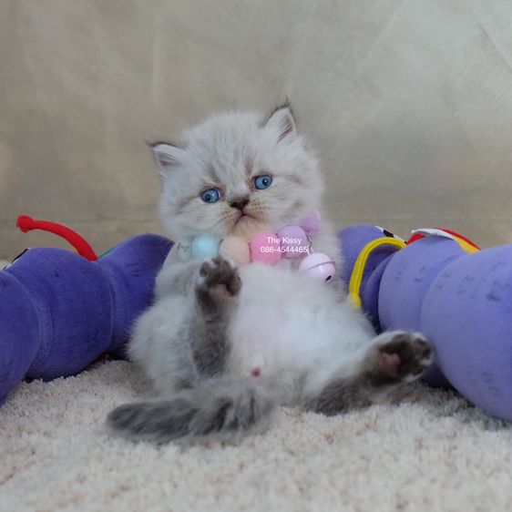น้องกชพร Exotic longhair เอ็กซ์โซติกขนยาว สีหิมาลายัน ลิ้งซ์พ้อย ตาสีฟ้า พ้อยครบ 9 แต้ม รูปที่ 2
