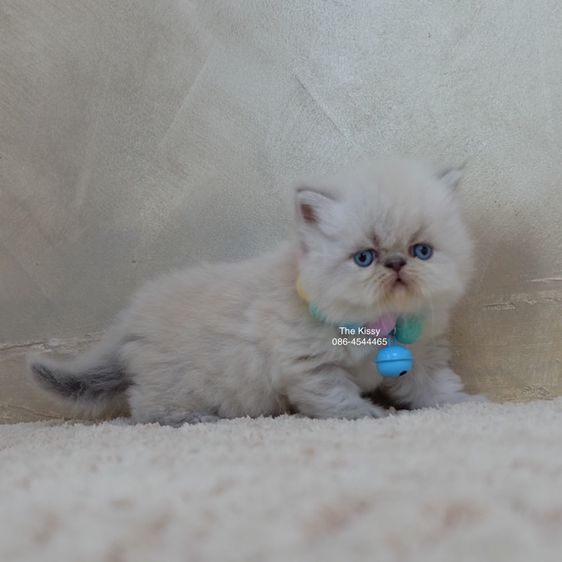น้องก้องกช Exotic longhair เอ็กซ์โซติกขนยาว สีหิมาลายัน ลิ้งซ์พ้อย ตาสีฟ้า พ้อยครบ 9 แต้ม รูปที่ 2