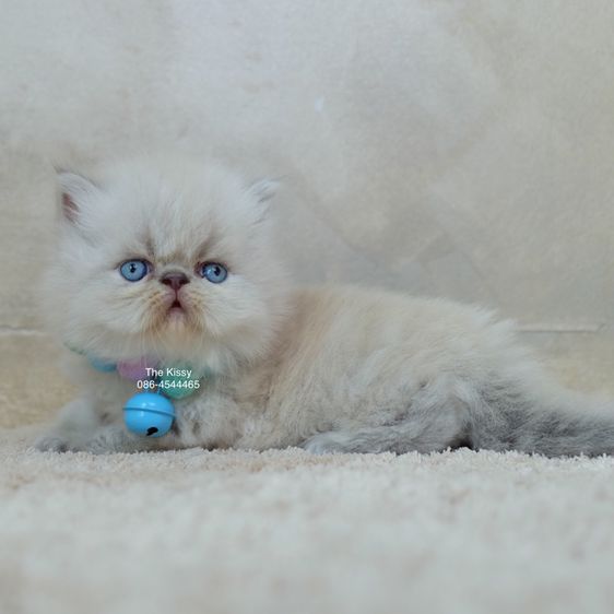 น้องก้องกช Exotic longhair เอ็กซ์โซติกขนยาว สีหิมาลายัน ลิ้งซ์พ้อย ตาสีฟ้า พ้อยครบ 9 แต้ม รูปที่ 8