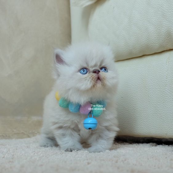 น้องก้องกช Exotic longhair เอ็กซ์โซติกขนยาว สีหิมาลายัน ลิ้งซ์พ้อย ตาสีฟ้า พ้อยครบ 9 แต้ม รูปที่ 11