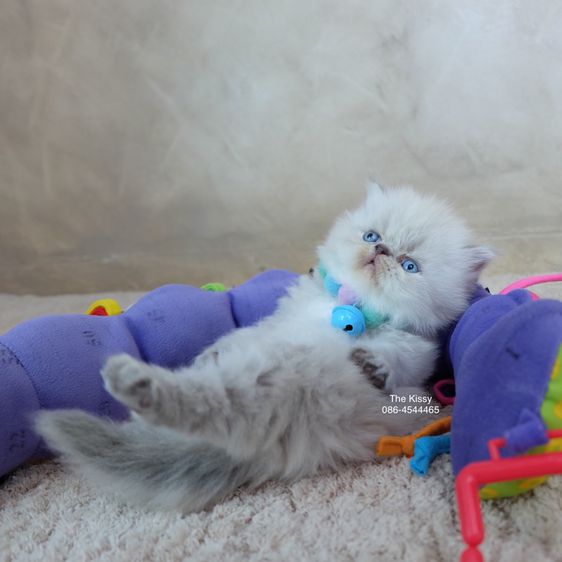 น้องก้องกช Exotic longhair เอ็กซ์โซติกขนยาว สีหิมาลายัน ลิ้งซ์พ้อย ตาสีฟ้า พ้อยครบ 9 แต้ม รูปที่ 13