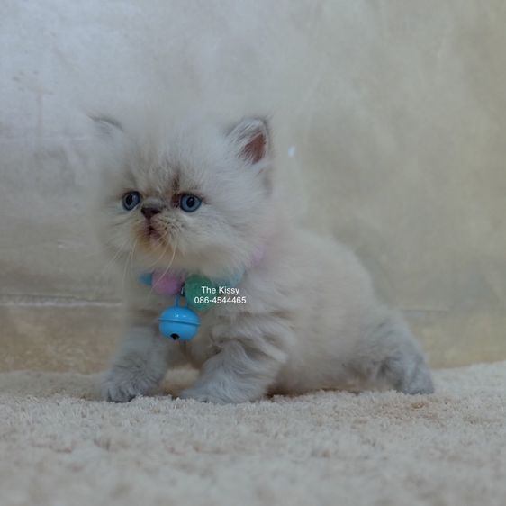 น้องก้องกช Exotic longhair เอ็กซ์โซติกขนยาว สีหิมาลายัน ลิ้งซ์พ้อย ตาสีฟ้า พ้อยครบ 9 แต้ม รูปที่ 17