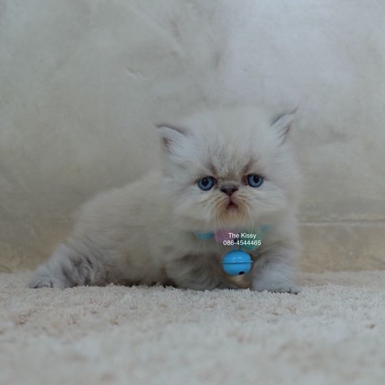 น้องก้องกช Exotic longhair เอ็กซ์โซติกขนยาว สีหิมาลายัน ลิ้งซ์พ้อย ตาสีฟ้า พ้อยครบ 9 แต้ม รูปที่ 3