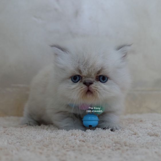 น้องก้องกช Exotic longhair เอ็กซ์โซติกขนยาว สีหิมาลายัน ลิ้งซ์พ้อย ตาสีฟ้า พ้อยครบ 9 แต้ม รูปที่ 5