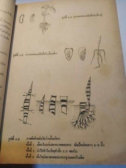 เกษตร​ในชีวิต​ประจำวัน​ รูปที่ 7