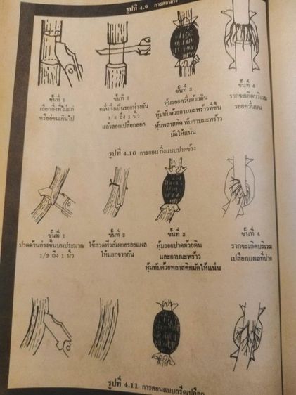 เกษตร​ในชีวิต​ประจำวัน​ รูปที่ 4