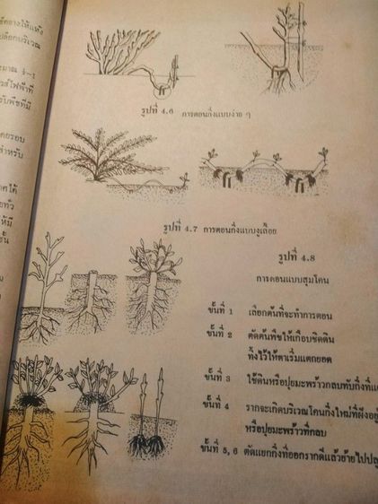 เกษตร​ในชีวิต​ประจำวัน​ รูปที่ 5