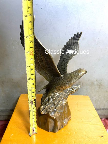 นกอินทรีย์ ทองเหลือง รูปที่ 6