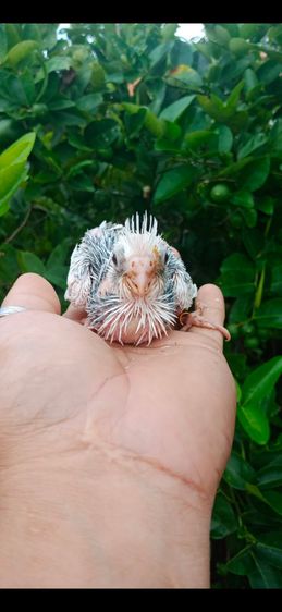 ขายลูกป้อนนกค๊อกคาเทลสีไวท์เฟสมุกกั๊ก..สนใจโทร 0929135188 รูปที่ 4