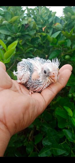 ขายลูกป้อนนกค๊อกคาเทลสีไวท์เฟสมุกกั๊ก..สนใจโทร 0929135188 รูปที่ 3