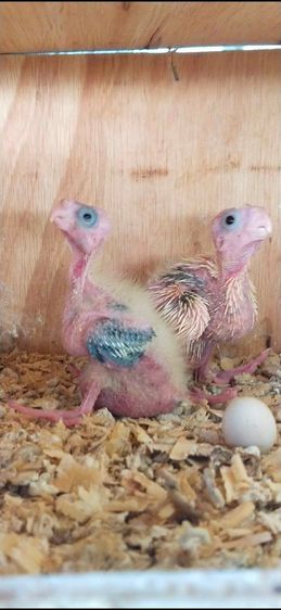 ขายลูกป้อนนกค๊อกคาเทล..สนใจโทร 0929135188 รูปที่ 2