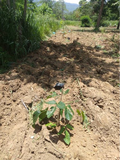 ไม่ใช่ ที่ดินวังน้ำเขียววิว อยู่ในโครงการ 500 ตรว ติดถนน รูปที่ 4