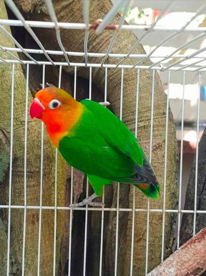 ขายนกเลิฟเบิร์ดสีเขียวกรีนฟิชเชอร์..1คู่ผู้เมีย..สนใจโทร 0929135188 รูปที่ 3