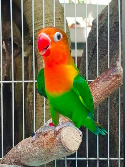 ขายนกเลิฟเบิร์ดสีเขียวกรีนฟิชเชอร์..1คู่ผู้เมีย..สนใจโทร 0929135188 รูปที่ 2