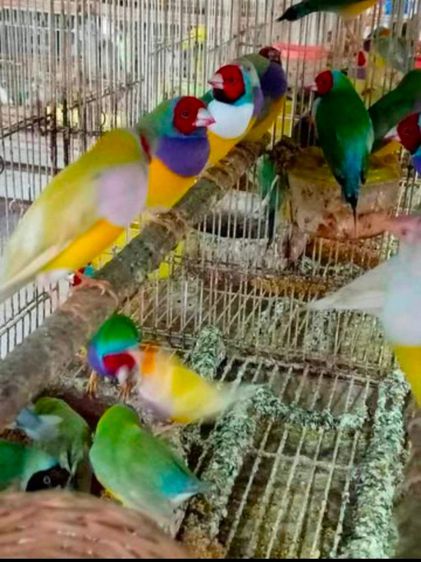 ขายนกฟินซ์7สี..ตัวละ 400 บาท..สนใจโทร 0929135188 รูปที่ 3
