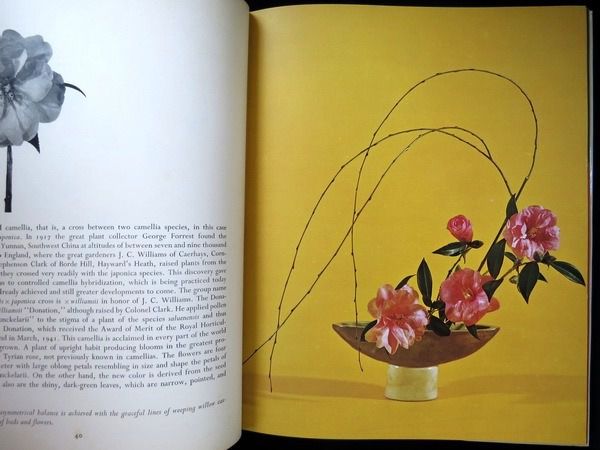 The Magic Of Camellias By Norman Sparnon Waterhouse ศิลปะการจัดดอกไม้ คามีเลีย หนังสือปกแข็งเล่มใหญ่  รูปที่ 8