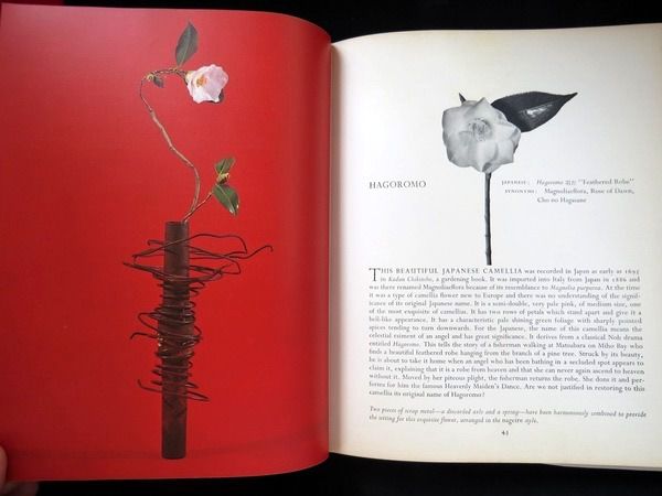 The Magic Of Camellias By Norman Sparnon Waterhouse ศิลปะการจัดดอกไม้ คามีเลีย หนังสือปกแข็งเล่มใหญ่  รูปที่ 9