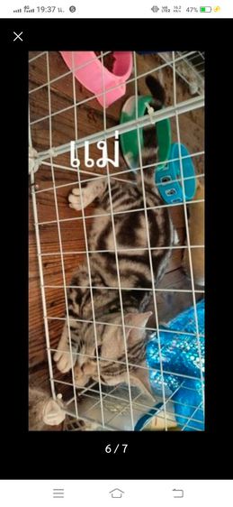 ขายลูกเเมวอเมริกันช๊อตเเฮร์เเท้ผสมสก๊อตติชเเท้..2รูปสุดท้ายรูปพ่อเเม่ รูปที่ 3