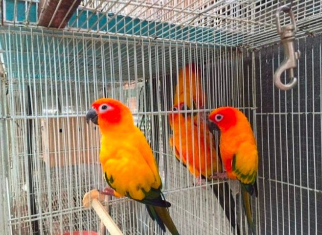 ขายนกเเก้วซันคอนัวร์ผู้เมีย..สนใจโทร 0929135188 รูปที่ 2