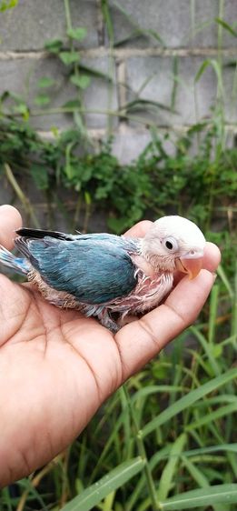 ขายลูกป้อนนกเลิฟเบิร์ด..สีบูลโอพาไล..สนใจโทร 0929135188 รูปที่ 3