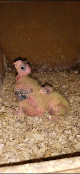 ขายลูกป้อนนกค๊อกคาเทล..ตัวละ 800 บาท..สนใจโทร 0929135188 รูปที่ 2