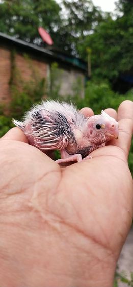 ขายลูกป้อนนกค๊อกคาเทล..ตัวละ 1350 บาท..สนใจโทร 0929135188 รูปที่ 2