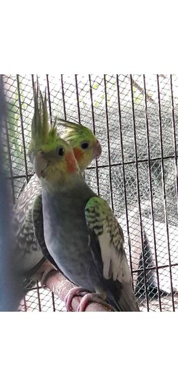 ขายลูกป้อนนกค๊อกคาเทล.ผู้เมีย..สนใจโทร 0929135188 รูปที่ 2