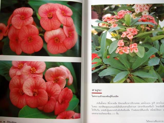 โป๊ยเซียน ไม้ดอกเสี่ยงทาย เล่ม 2 โดย อุไร จิรมงคลการ หนังสือปกแข็ง รูปที่ 12