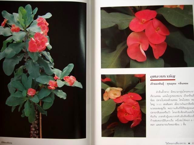 โป๊ยเซียน ไม้ดอกเสี่ยงทาย เล่ม 2 โดย อุไร จิรมงคลการ หนังสือปกแข็ง รูปที่ 8