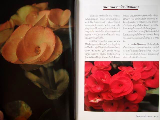 โป๊ยเซียน ไม้ดอกเสี่ยงทาย เล่ม 2 โดย อุไร จิรมงคลการ หนังสือปกแข็ง รูปที่ 4