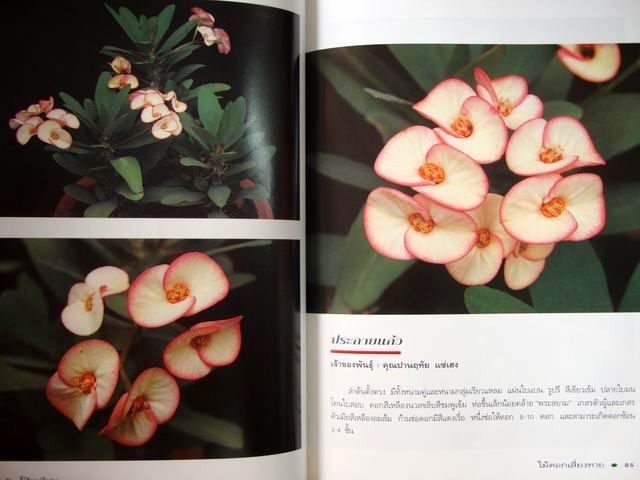 โป๊ยเซียน ไม้ดอกเสี่ยงทาย เล่ม 2 โดย อุไร จิรมงคลการ หนังสือปกแข็ง รูปที่ 14