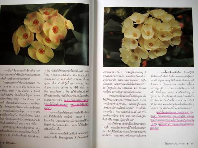 โป๊ยเซียน ไม้ดอกเสี่ยงทาย เล่ม 2 โดย อุไร จิรมงคลการ หนังสือปกแข็ง รูปที่ 5