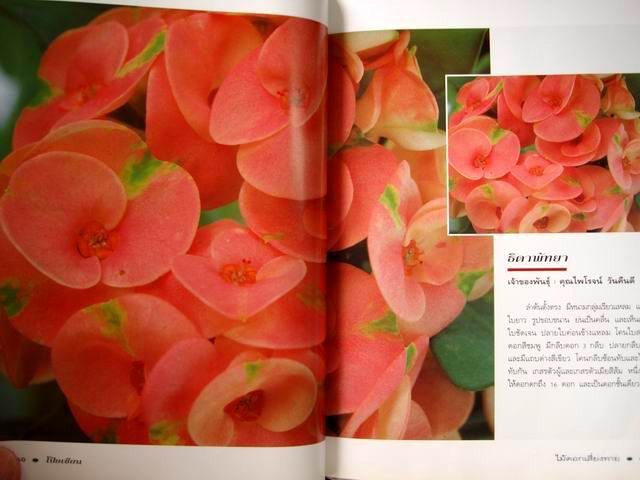 โป๊ยเซียน ไม้ดอกเสี่ยงทาย เล่ม 2 โดย อุไร จิรมงคลการ หนังสือปกแข็ง รูปที่ 13