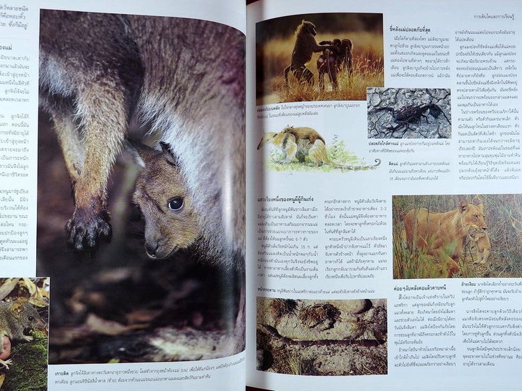 สำรวจชีวิตสัตว์โลกผู้น่าทึ่ง รีดเดอร์ส ไดเจสท์ หนังสือปกแข็ง รูปที่ 9