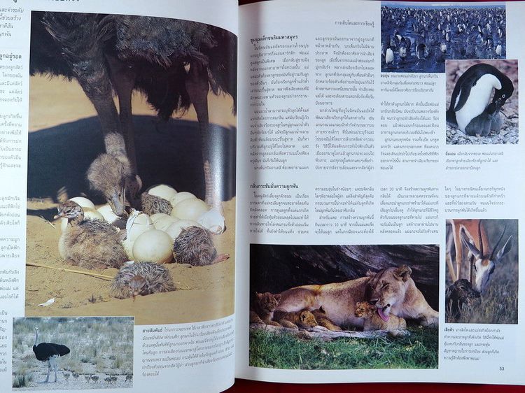 สำรวจชีวิตสัตว์โลกผู้น่าทึ่ง รีดเดอร์ส ไดเจสท์ หนังสือปกแข็ง รูปที่ 7