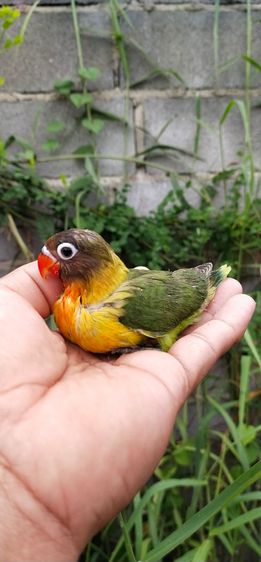 ขายลูกป้อนนกเลิฟเบิร์ด..สนใจโทร 0929135188 รูปที่ 2