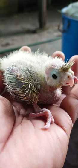 ขายลูกป้อนนกค๊อกคาเทล..สีซิลเวอร์พายมุก..สนใจโทร 0929135188 รูปที่ 2