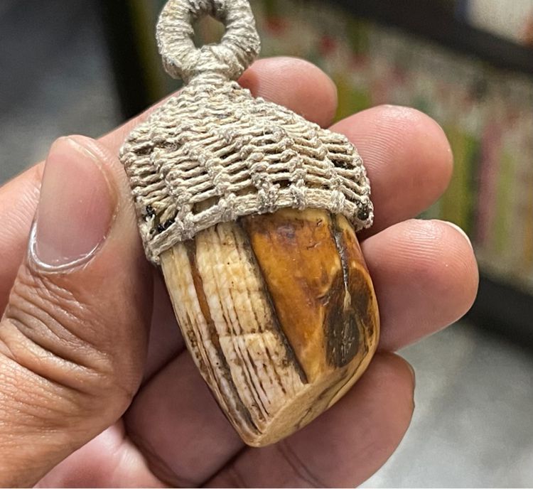 เขี้ยวหมูตัน รูปที่ 2