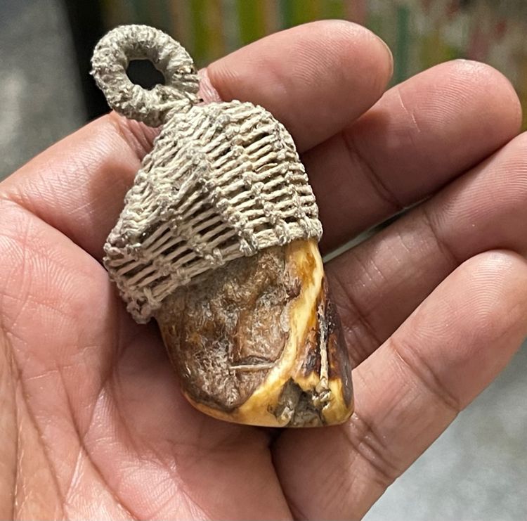 เขี้ยวหมูตัน รูปที่ 4