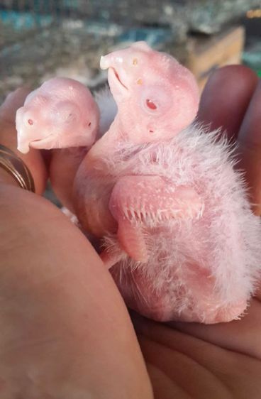 ขายนกค๊อกคาเทล..สีขาวล้วนตาเเดง..อัลปิโน่..สนใจโทร 0929135188 รูปที่ 2