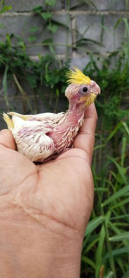 ขายลูกป้อนนกค๊อกคาเทล..สีเหลืองเเก้มเเดง..คอน้องเค้าไม่ค่อยตรงครับ..เลยขายราคสานี้.สนจโทร0929135188 รูปที่ 2